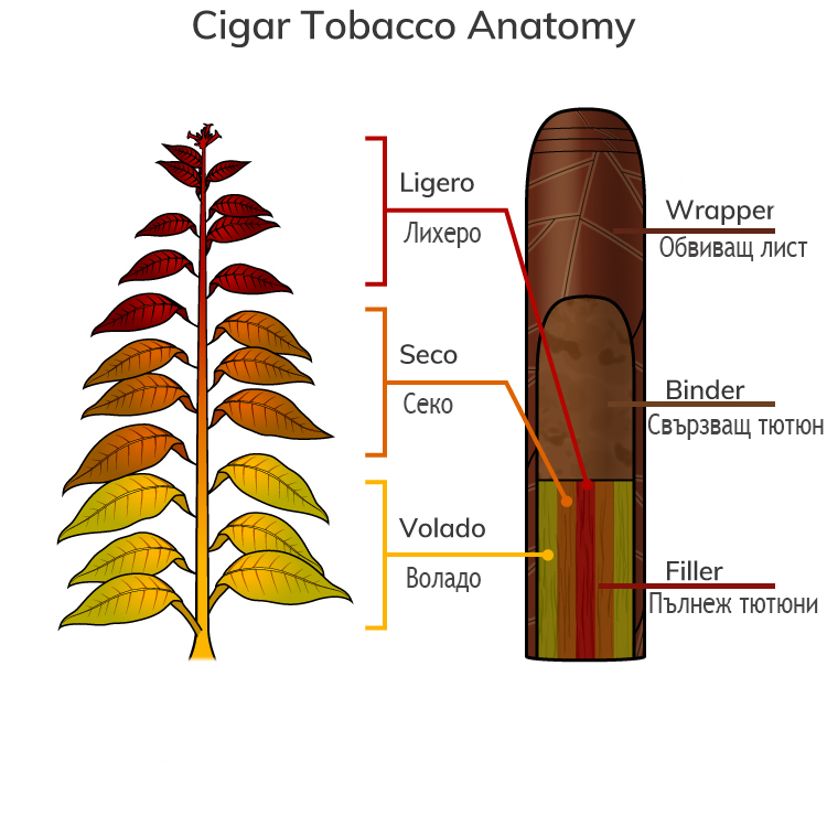 Cigar Anatomy Tobacco Diagram