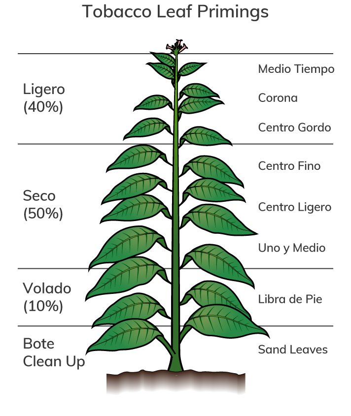Tobacco Leaf Primings