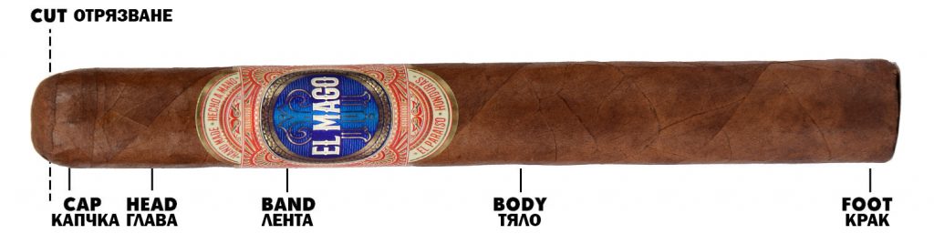 Anatomy cigar
